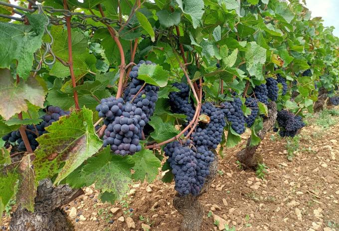 Vins et culture de la Bourgogne - tour à vélo en petit groupe avec guide