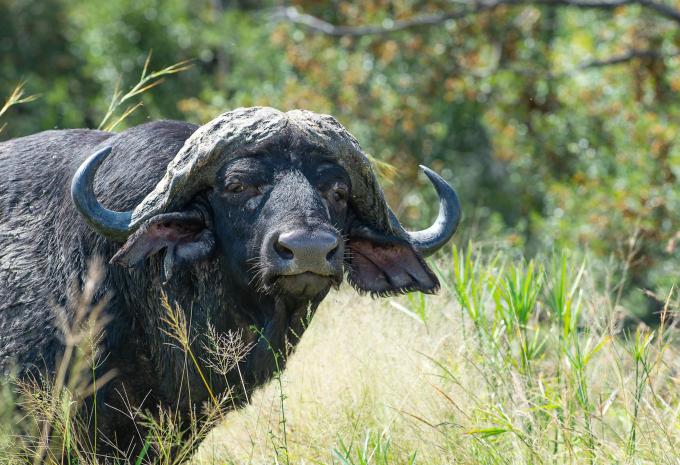 Botswana, Zimbabwe et Afrique du Sud - Circuit d'aventure et safari