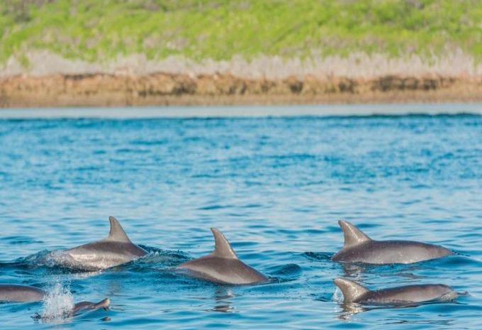 Tansania & Sansibar - Safari & Baden