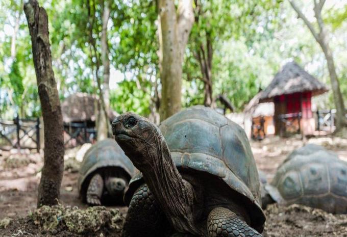 Tansania & Sansibar - Safari & Baden