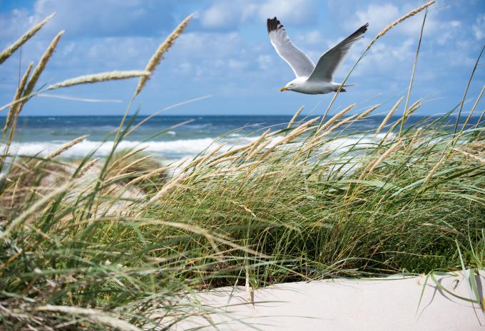 Highlights dei Paesi Bassi - tour in bicicletta