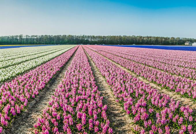Highlights dei Paesi Bassi - tour in bicicletta