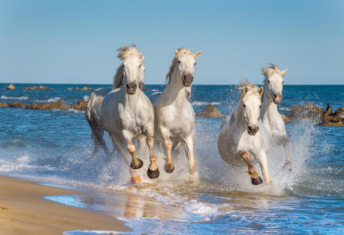 Camargue - Vacanze sulla casa galleggiante