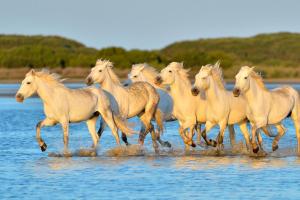 Camargue - Vacanze sulla casa galleggiante