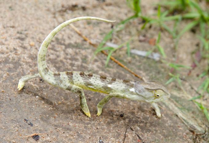 Sansibar - Safari & Baden