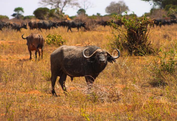 Kenia - Safari & Baden