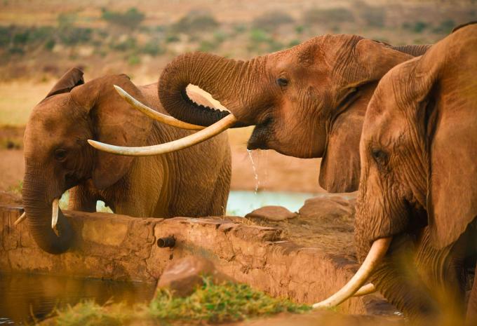 Kenia - Safari & Baden