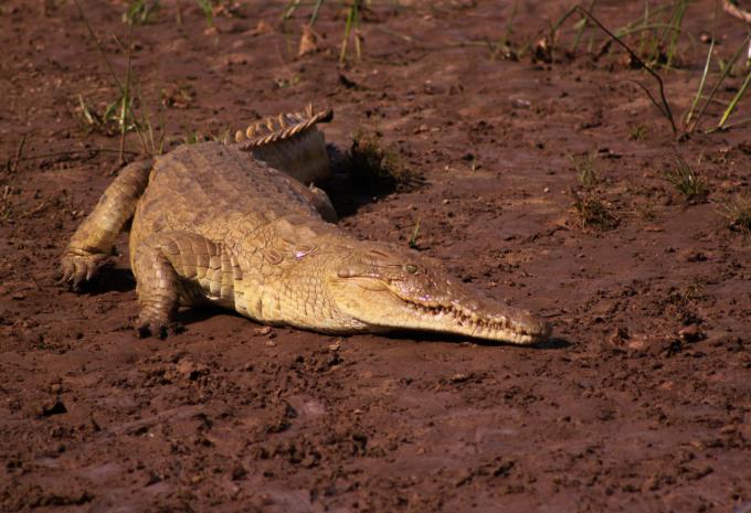 Kenia - Safari & Baden