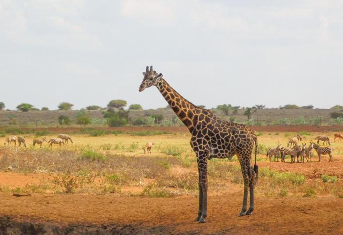 Kenia - Safari & Baden