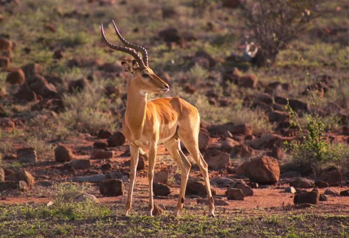 Kenia - Safari & Baden