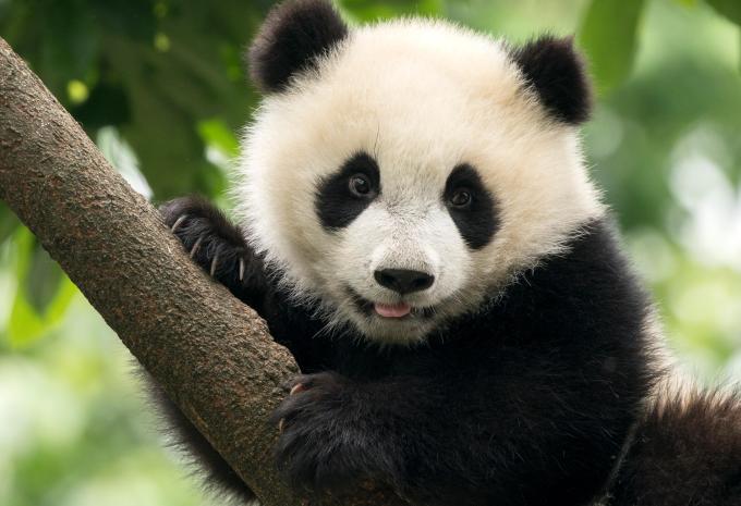 China & Yangtze - Grosse Rundreise & Flusskreuzfahrt