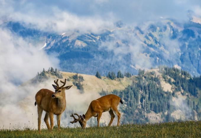 Olympic-Nationalpark