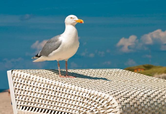 Insel Sylt - Westerland