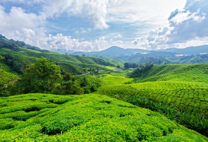 Cameron Highlands