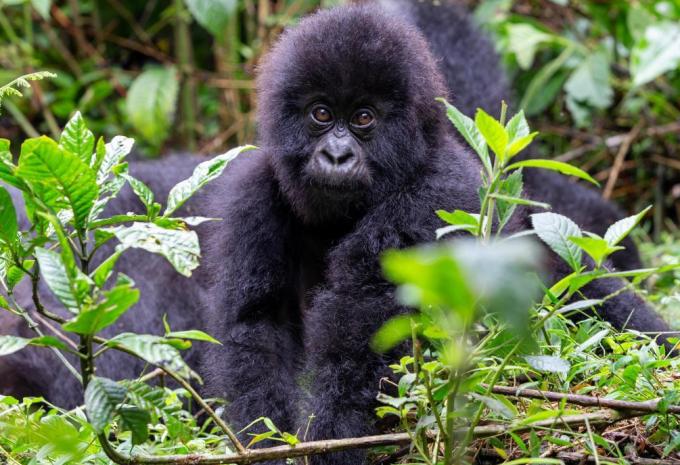 Uganda - Luxus Abenteuer-Rundreise