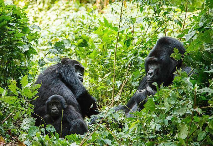 Uganda - Luxus Abenteuer-Rundreise