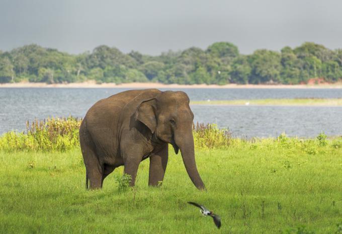 Circuit et séjour balnéaire au Sri Lanka