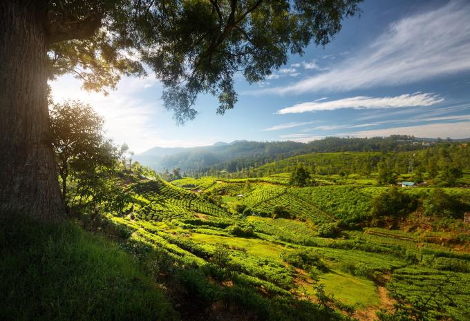 Circuit et séjour balnéaire au Sri Lanka
