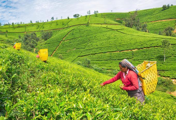 Sri Lanka et Maldives - Circuit et séjour balnéaire