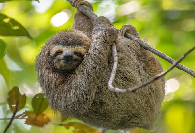 Faultier in Costa Rica