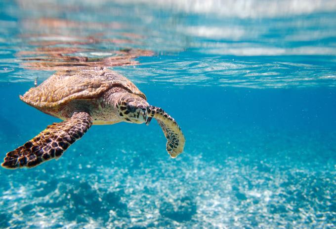 Seychelles - Da un'isola all'altra