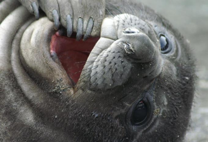 Ultima Antartide e Georgia del Sud - City Trip e Crociera di Spedizione