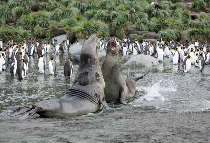 Ultima Antartide e Georgia del Sud - City Trip e Crociera di Spedizione