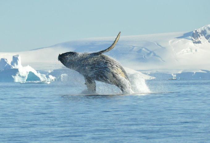Ultima Antartide e Georgia del Sud - City Trip e Crociera di Spedizione