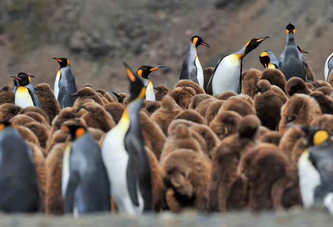 Ultima Antartide e Georgia del Sud - City Trip e Crociera di Spedizione