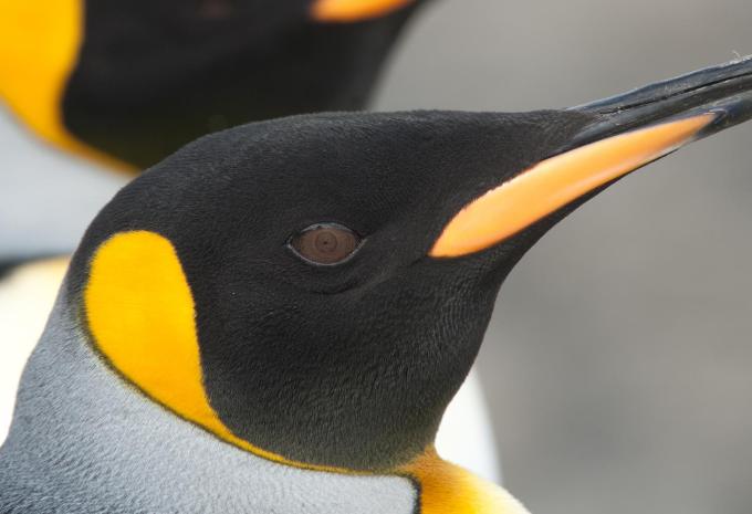 Ultima Antartide e Georgia del Sud - City Trip e Crociera di Spedizione