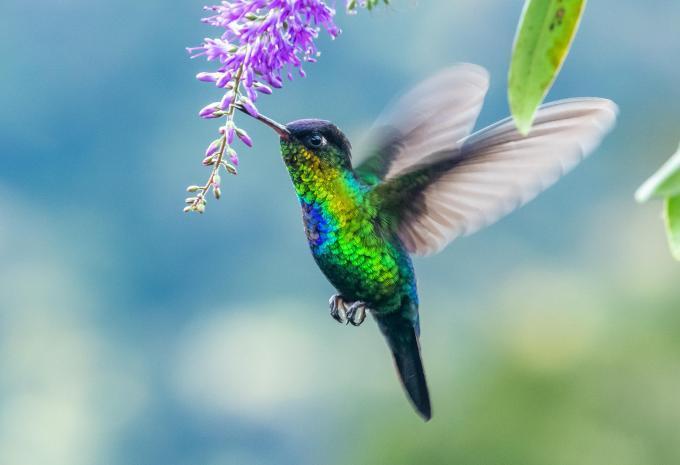 Costa Rica - Tour e soggiorno balneare