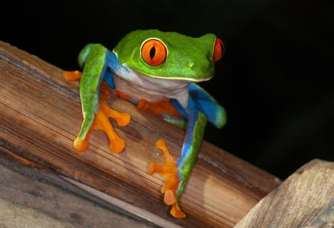 Costa Rica - Tour e soggiorno balneare