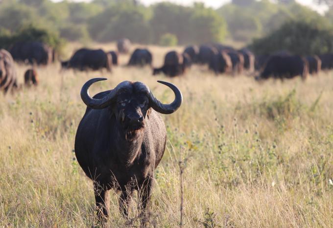 Afrique du Sud - les incontournables entre nature et ville
