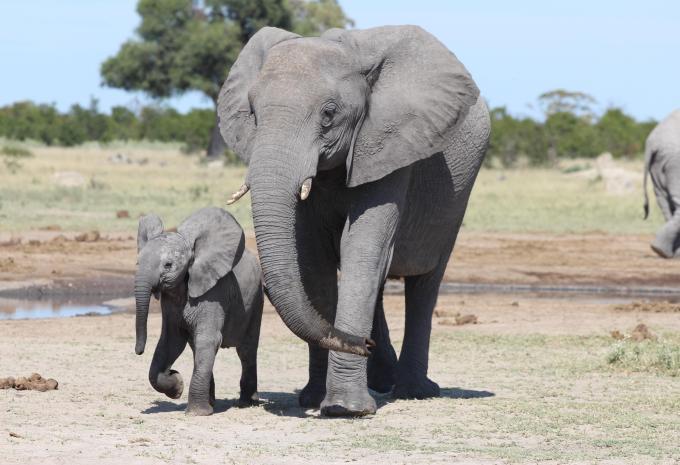 Afrique du Sud - les incontournables entre nature et ville