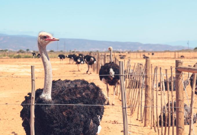 Afrique du Sud - les incontournables entre nature et ville