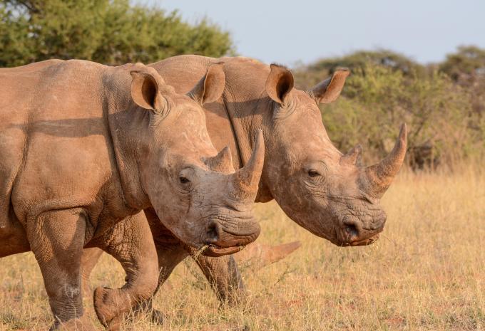 Afrique du Sud - les incontournables entre nature et ville