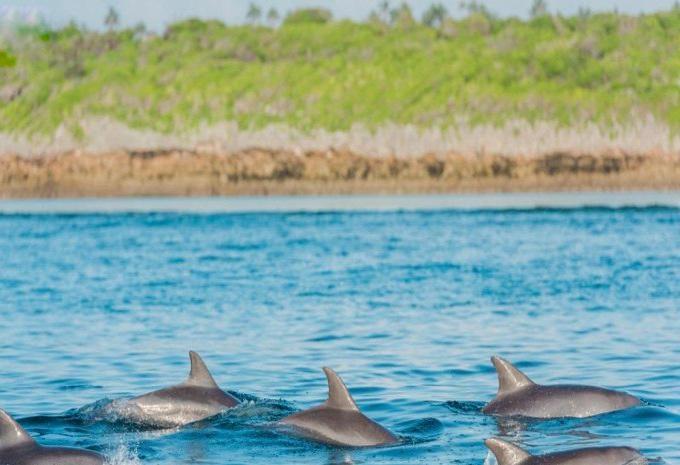 Tanzanie et Zanzibar - Safari et baignade