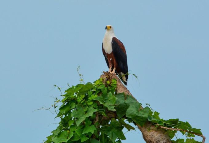 Tanzanie et Zanzibar - Safari et baignade