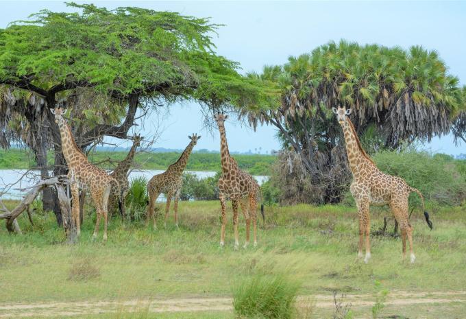 Tanzanie et Zanzibar - Safari et baignade