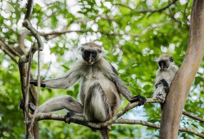 Tanzanie et Zanzibar - Safari et baignade