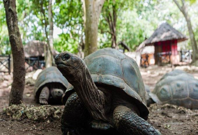 Tanzanie et Zanzibar - Safari et baignade