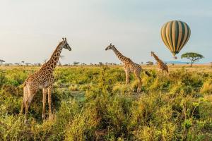 Tanzanie et Zanzibar - Safari et baignade