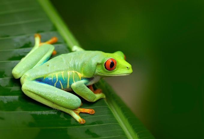 Nicaragua & Costa Rica - Rundreise & Baden