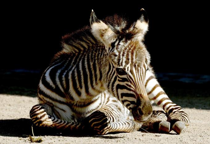 Zoo Karlsruhe
