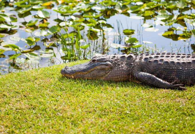 Florida - Mietwagenrundreise mit Standort Orlando