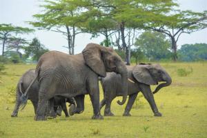 Tanzania e Zanzibar - Safari e balneazione