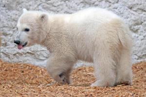 Zoo Karlsruhe