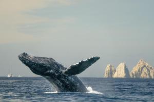 Cabo San Lucas
