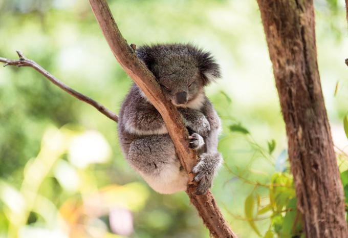 Koalabär im Baum Koalabär im Baum