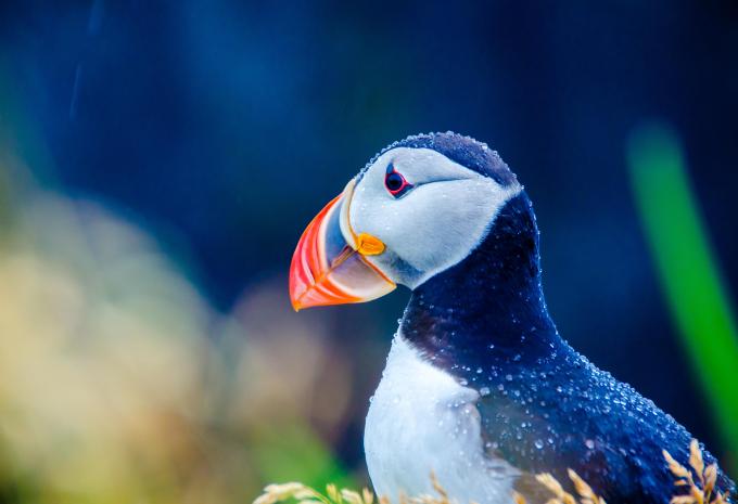 De Southampton à Reykjavík - Croisière